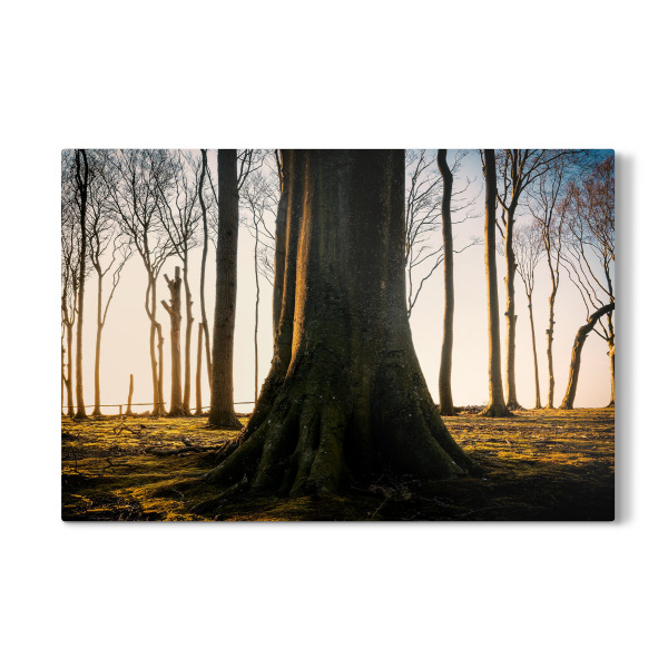 Galerie-Print "Im Gespensterwald" 30x20 cm artboxONE