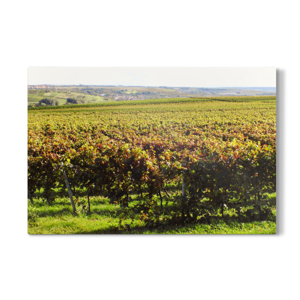 Galerie-Print "Wingert in Rheinhessen" 30x20 cm artboxONE