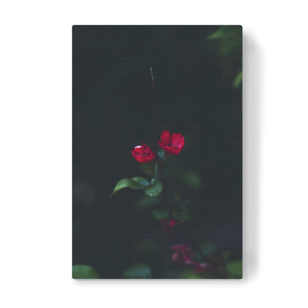 Leinwandbild "Kleine rote Blume" artboxONE - Natur,Floral