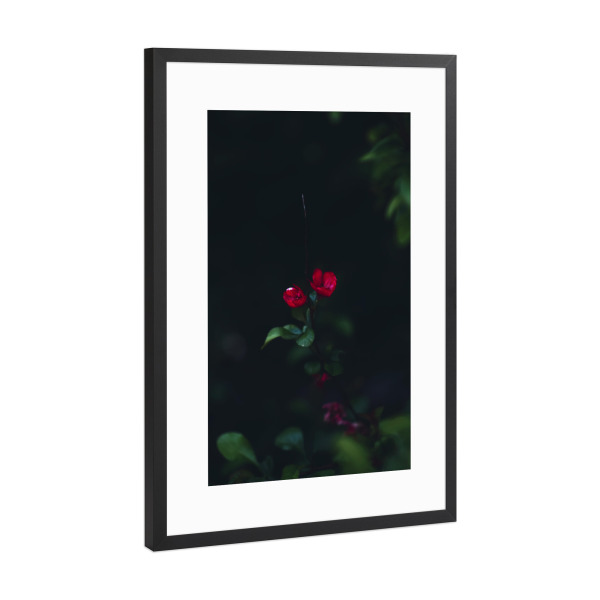 Poster mit Rahmen Schwarz (Metallic) "Kleine rote Blume" artboxONE - Natur,Floral