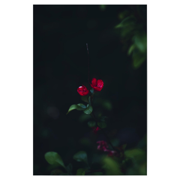 Poster 30x20 cm "Kleine rote Blume" artboxONE - Natur,Floral