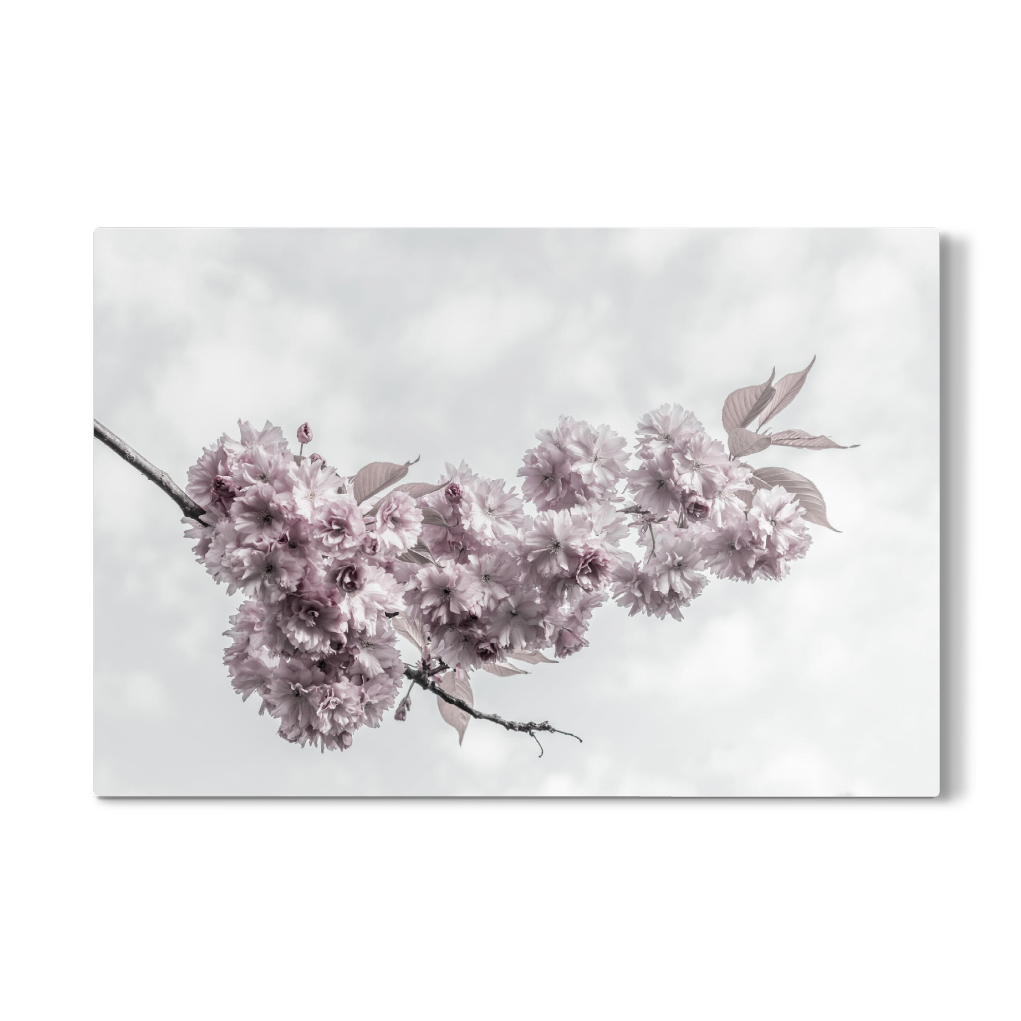 Galerie-Print "Zarte Kirschblüten" 75x50 cm artboxONE