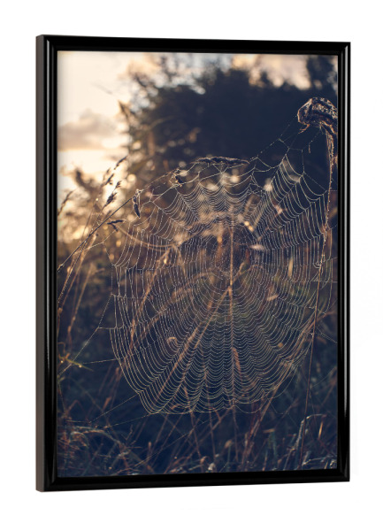 Poster mit schwarzem Rahmen "Im Netz" artboxONE - Natur - Spinnennetz,Natur,Morgen,Sonnenaufgang,Wiese,Feld,Spinne,Atmosphäre,Morgens,Umwelt