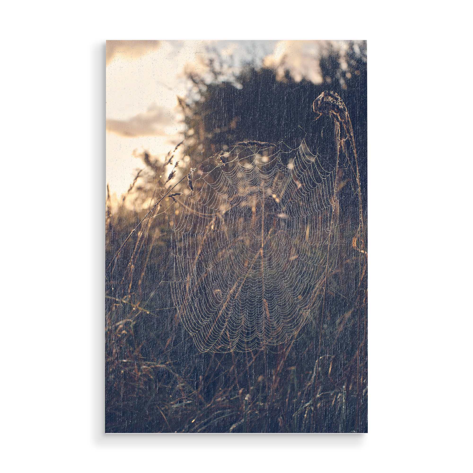 Holzbild "Im Netz" artboxONE - Natur - Spinnennetz,Natur,Morgen,Sonnenaufgang,Wiese,Feld,Spinne,Atmosphäre,Morgens,Umwelt
