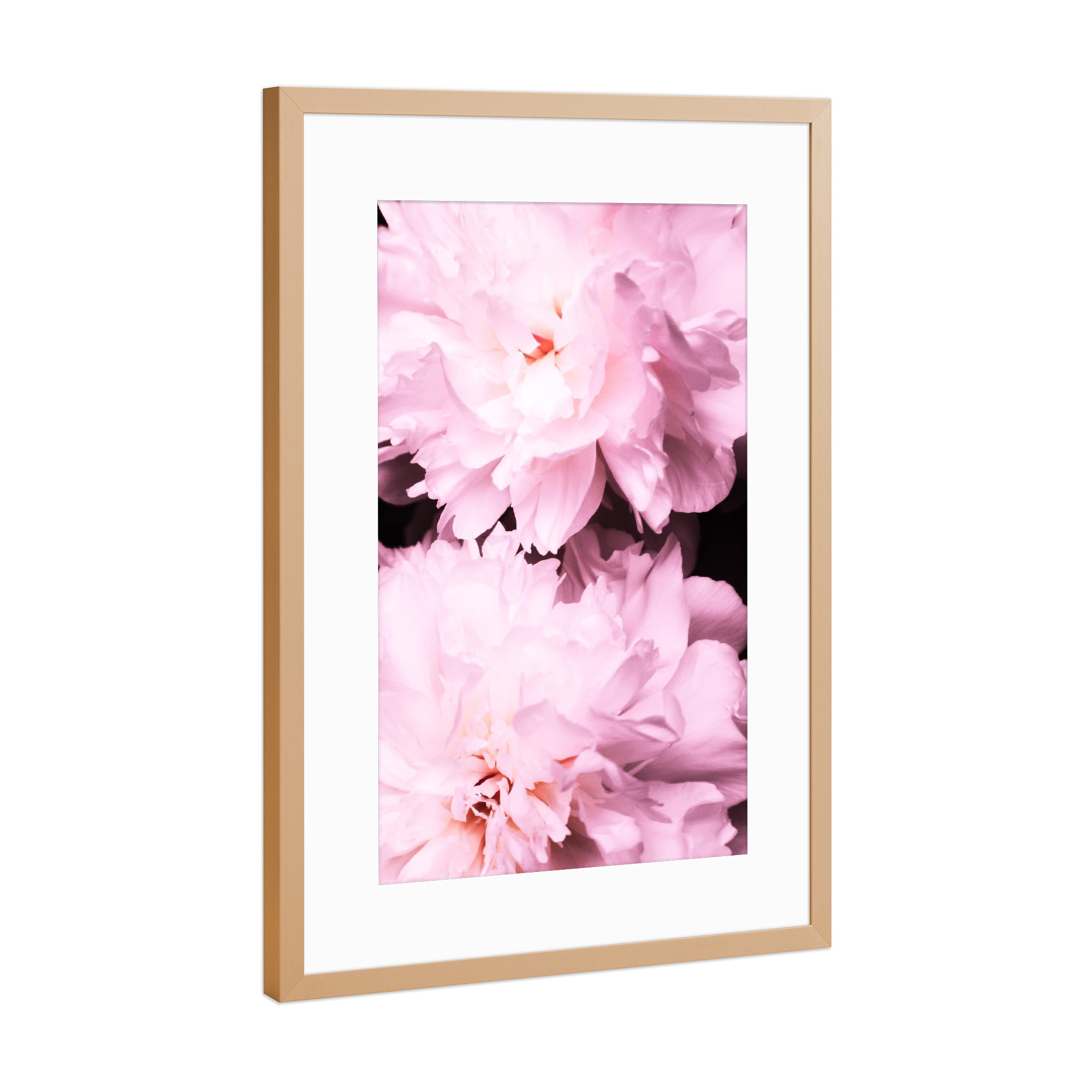 Poster mit Rahmen Kupfer "Contigo 3.0" artboxONE - Natur,Floral - Peony,Peonies,Pfingstrose,Floral,Blumen,Rosa,Schwarz,Fotografie,Photography