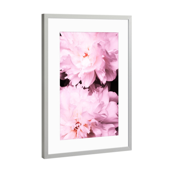 Poster mit Rahmen Silber "Contigo 3.0" artboxONE - Natur,Floral - Peony,Peonies,Pfingstrose,Floral,Blumen,Rosa,Schwarz,Fotografie,Photography