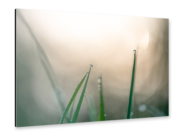 Alu-Dibond "Pearls of Dew" 30x20 cm artboxONE