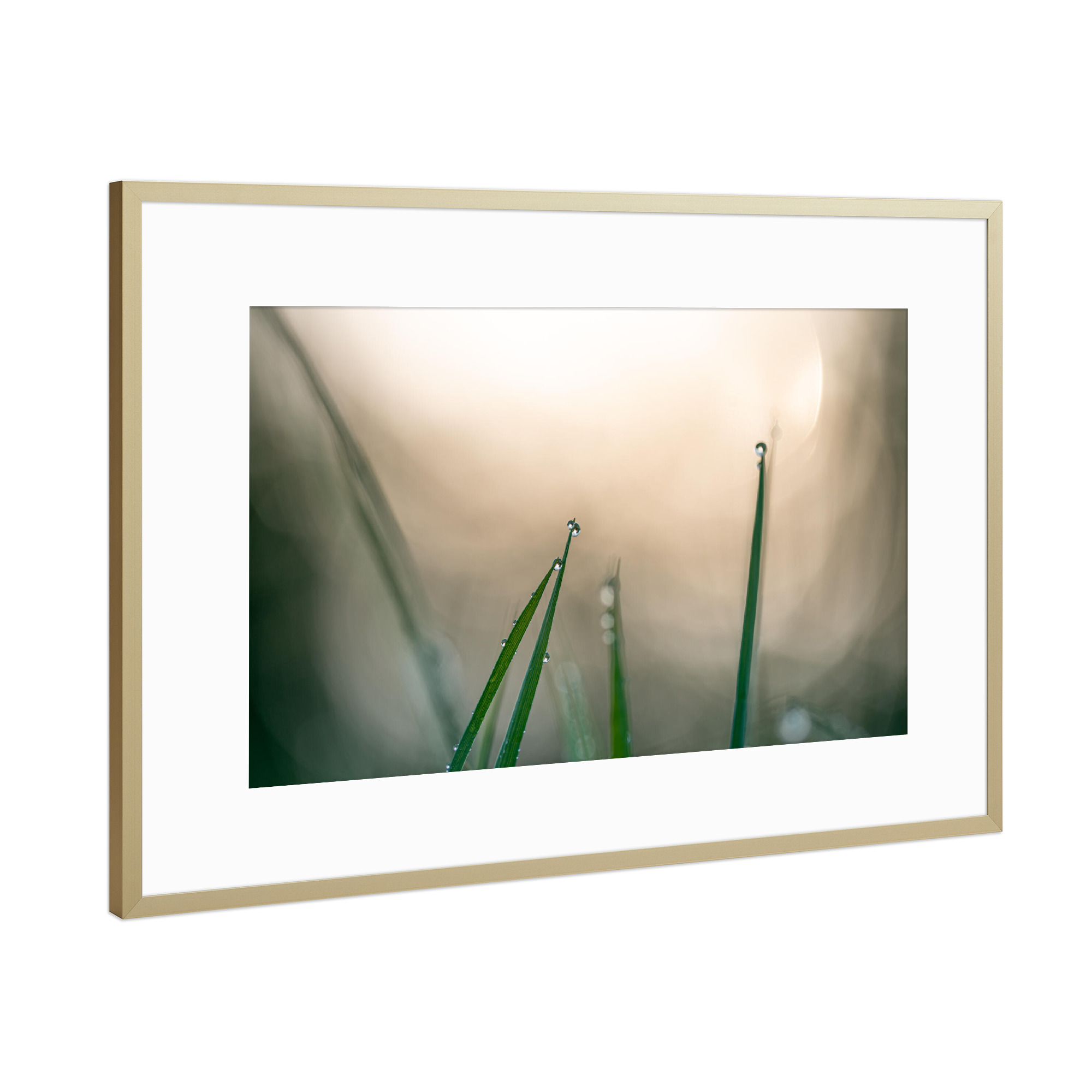Poster mit Rahmen Gold "Pearls of Dew" artboxONE - Natur,Floral - Tautropfen,Tau,Makrofoto,Makrofotografie,Nahaufnahme,Grashalme,Nasse wiese,Bokeh