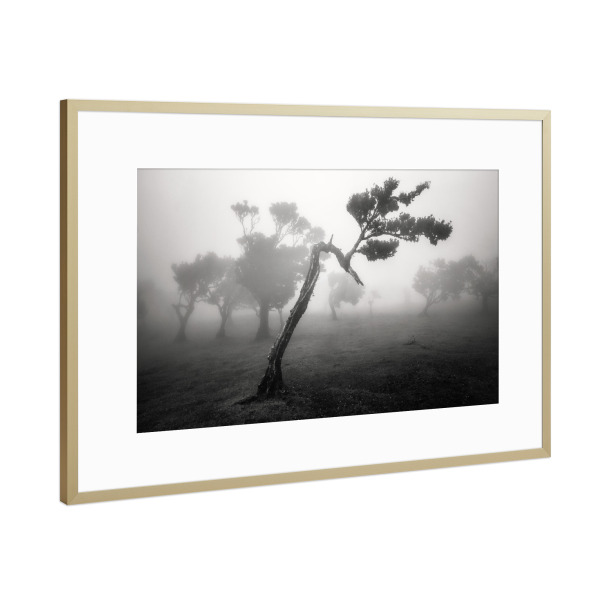Poster mit Rahmen Gold "SCHWANENHALS" artboxONE - Natur,Reise,Schwarzweiß