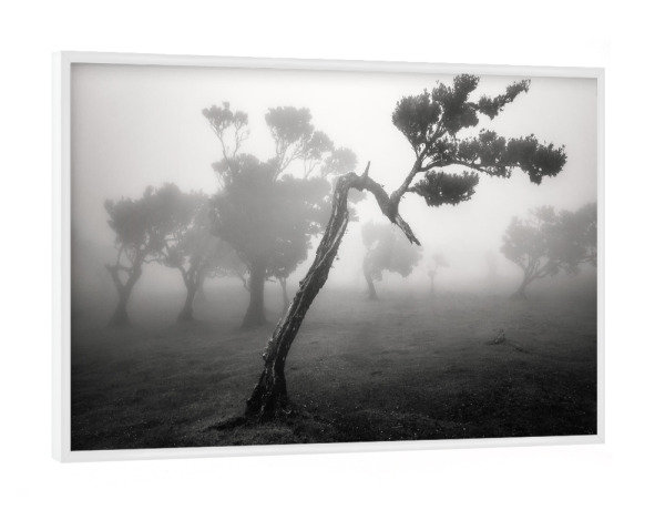 Poster mit weißem Rahmen "SCHWANENHALS" artboxONE - Natur,Reise,Schwarzweiß