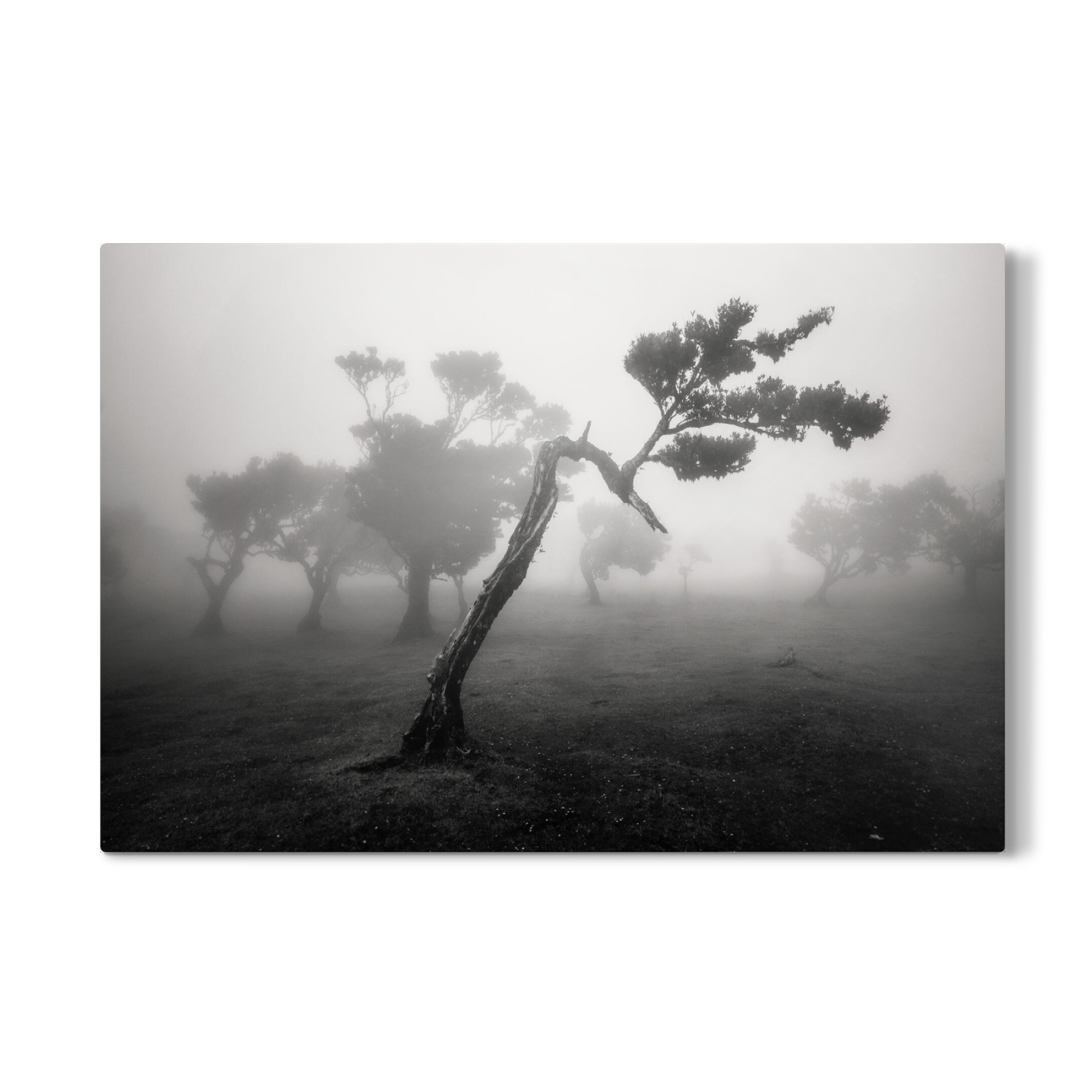 Galerie-Print "SCHWANENHALS" 30x20 cm artboxONE