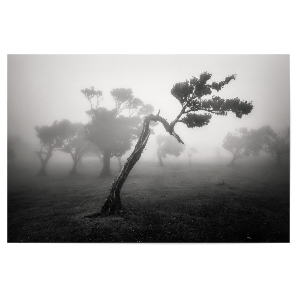 Poster "SCHWANENHALS" artboxONE - Natur,Reise,Schwarzweiß