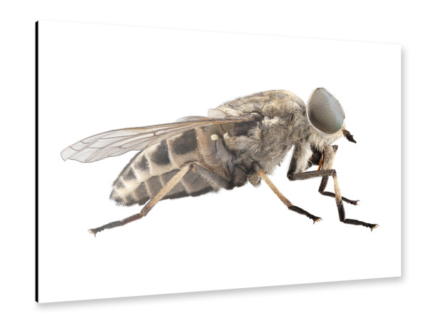 Alu-Dibond "Tabanus autumnalis" 30x20 cm artboxONE