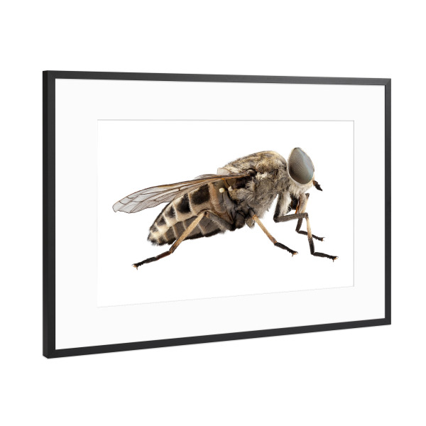 Poster mit Rahmen Schwarz (Metallic) "Tabanus autumnalis" artboxONE - Natur,Tiere