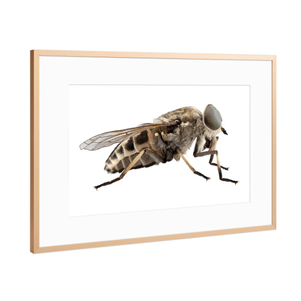 Poster mit Rahmen Kupfer "Tabanus autumnalis" artboxONE - Natur,Tiere