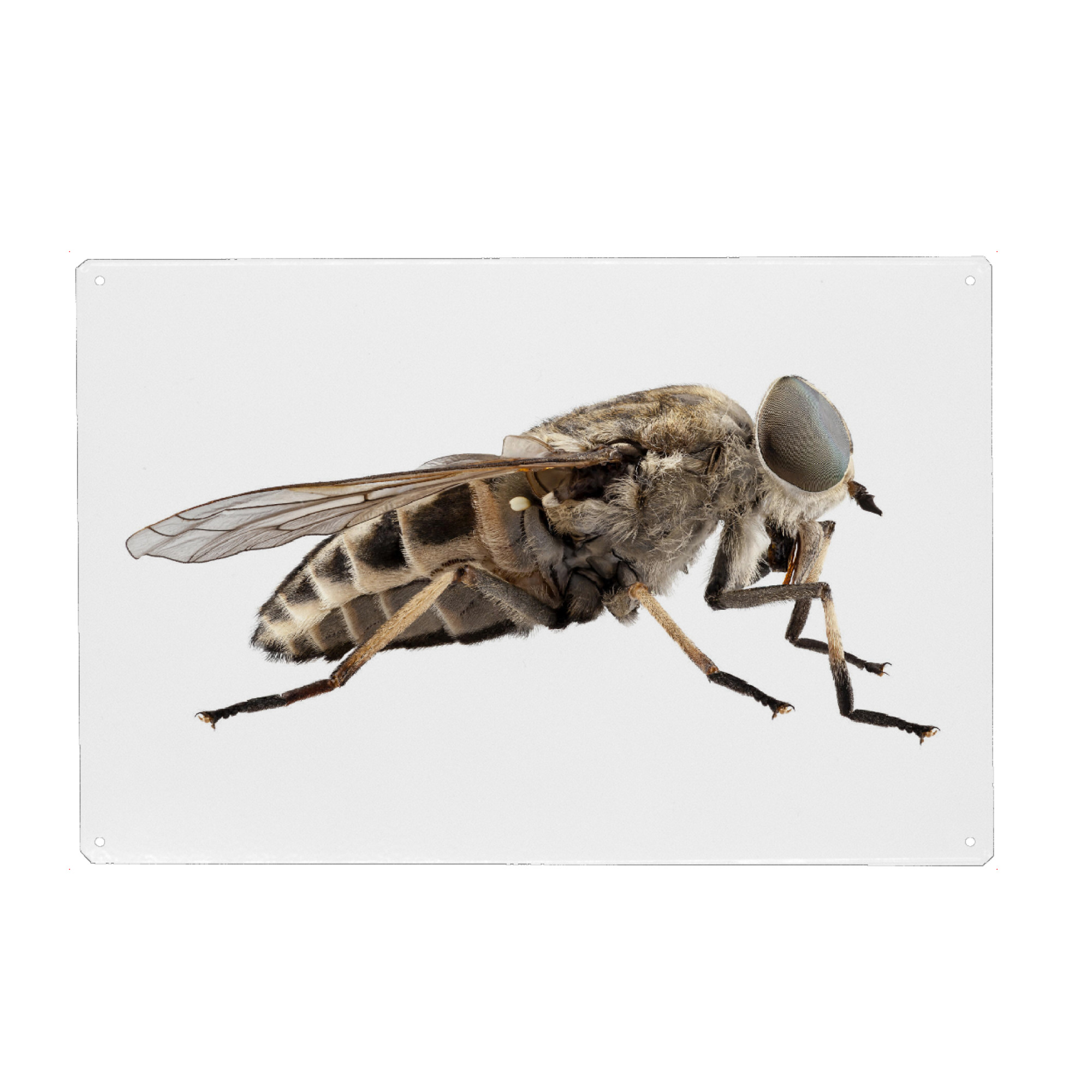 Holzbild "Tabanus autumnalis" artboxONE - Natur,Tiere - Insekt,Schmetterling,Tiere,Hohe auflösung,Fotografie,Fliegen,Farbe,Bunt,Spinne,Natur