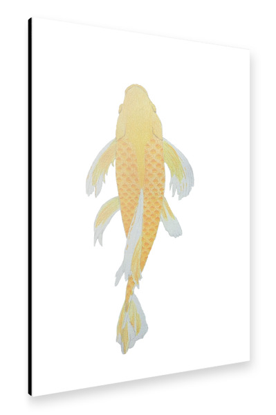 Alu-Dibond "Gelber Koi Fisch" 30x20 cm artboxONE