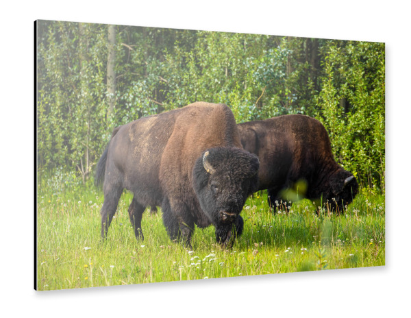 Alu-Dibond "Wilde Bison in Kanada" 30x20 cm artboxONE