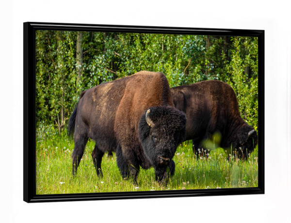 Poster mit schwarzem Rahmen "Wilde Bison in Kanada" artboxONE - Natur,Tiere - Bison,Büffel,Wildlife,Kanada,Yukon,Alaska highway,Nordamerika