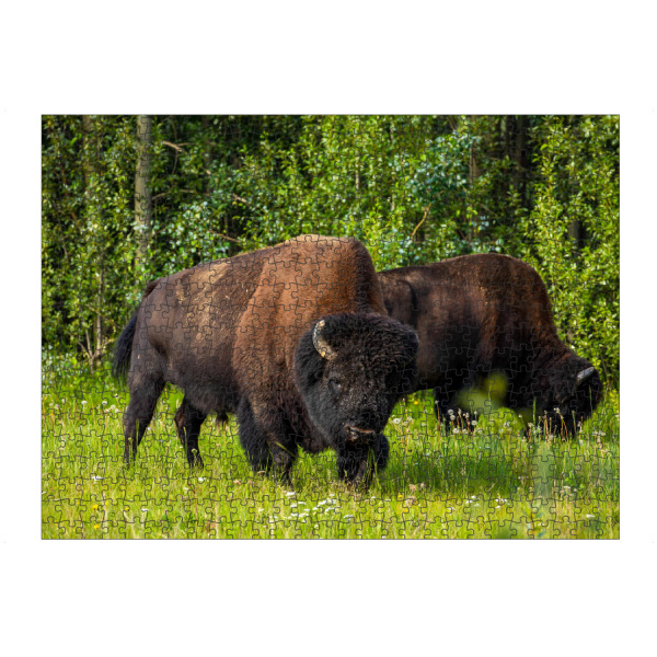 artboxONE Puzzle "Wilde Bison in Kanada" artboxONE - Natur,Tiere - Bison,Büffel,Wildlife,Kanada,Yukon,Alaska highway,Nordamerika - Bild bison
