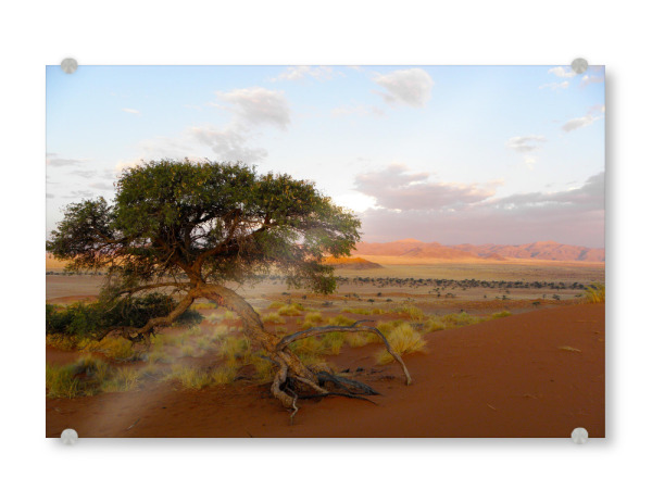Acrylglasbild "Ein Kameldornbaum" artboxONE - Natur,Reise,Reise / Afrika,Reise / Länder