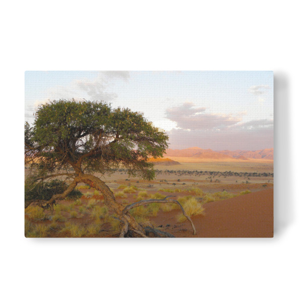 Leinwandbild "Ein Kameldornbaum" artboxONE - Natur,Reise,Reise / Afrika,Reise / Länder