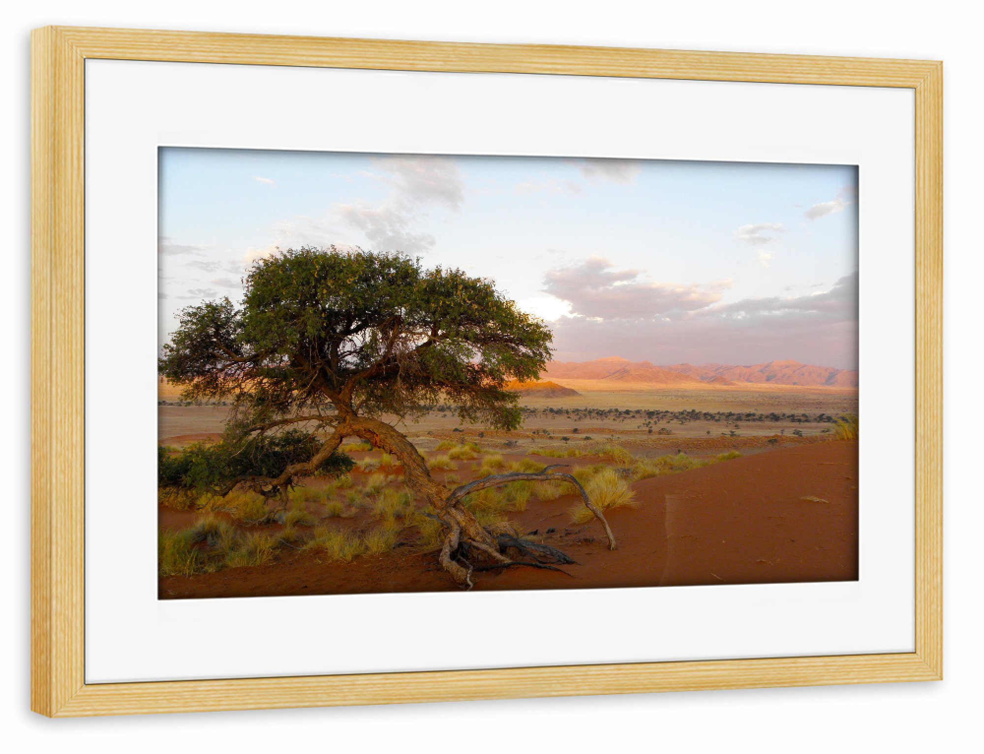 Poster mit Rahmen kiefer "Ein Kameldornbaum" artboxONE - Natur,Reise,Reise / Afrika,Reise / Länder