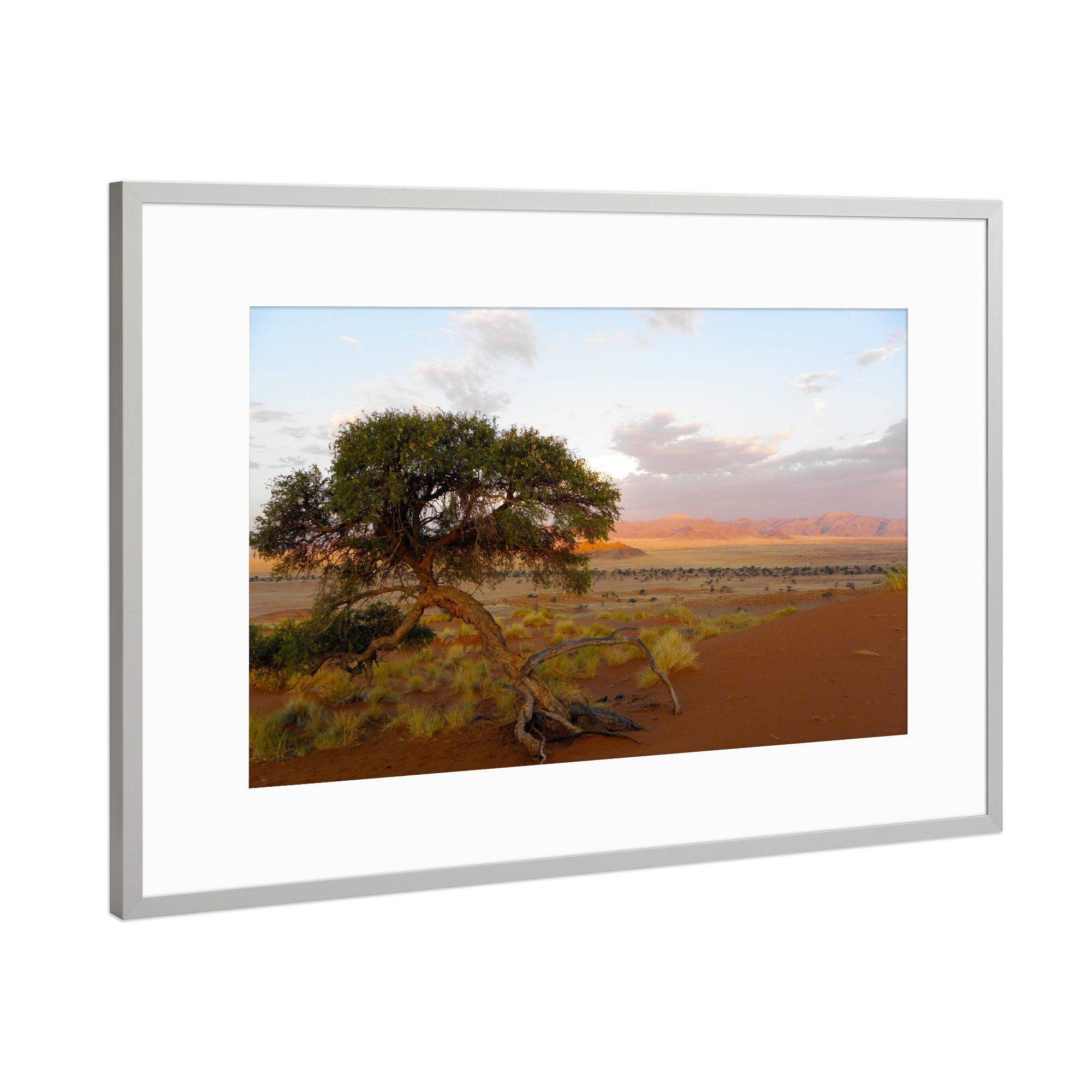 Poster mit Rahmen Silber "Ein Kameldornbaum" artboxONE - Natur,Reise,Reise / Afrika,Reise / Länder