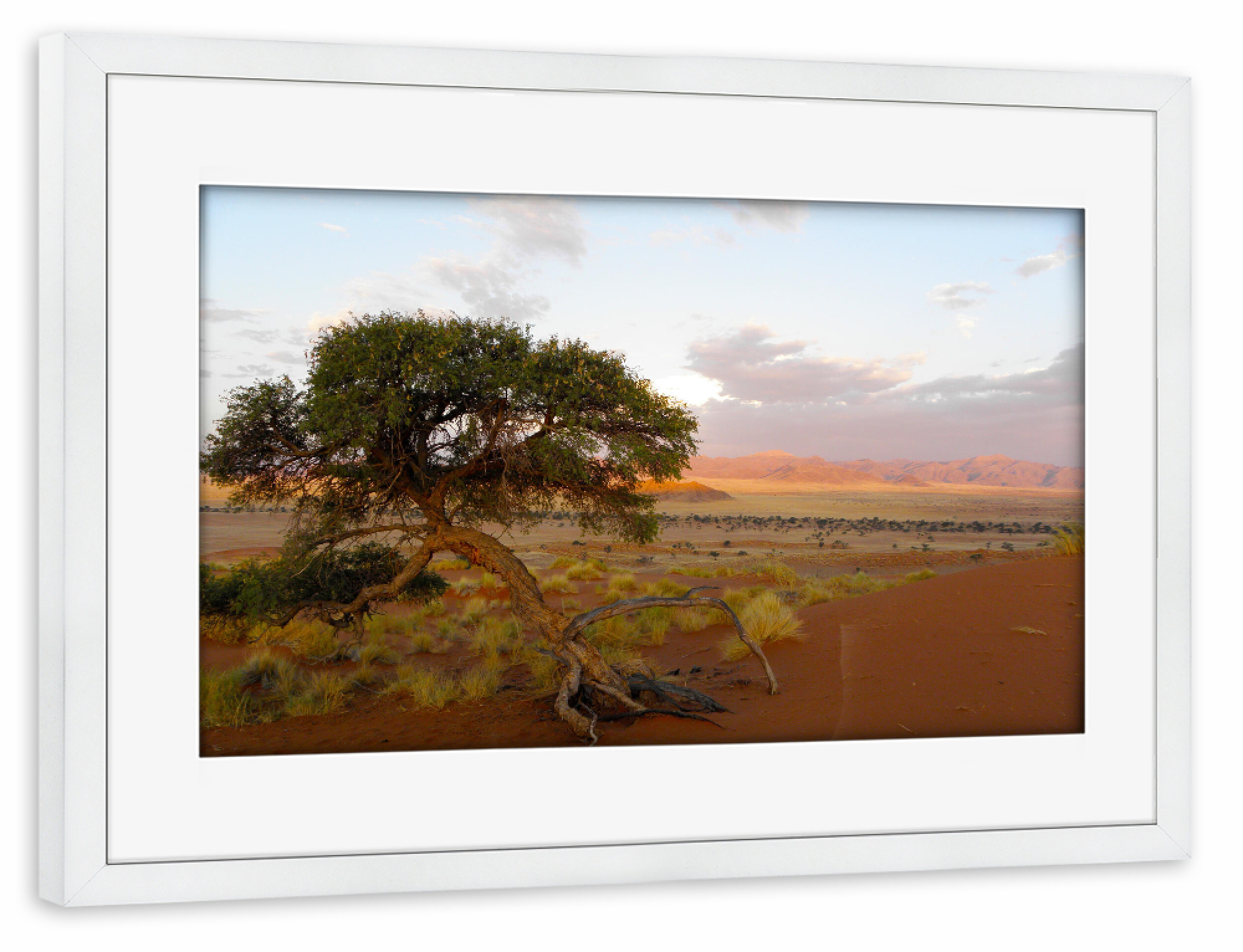 Poster mit Rahmen weiß "Ein Kameldornbaum" artboxONE - Natur,Reise,Reise / Afrika,Reise / Länder