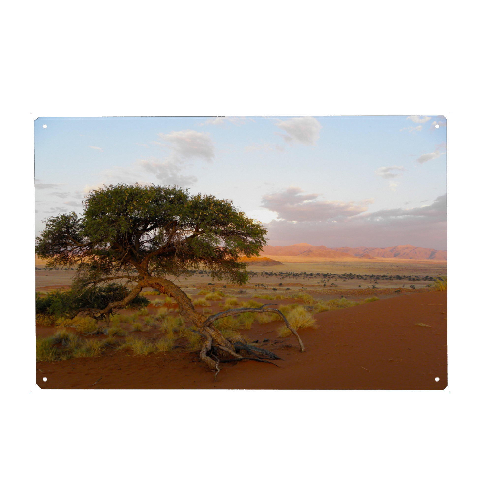 Holzbild "Ein Kameldornbaum" artboxONE - Natur,Reise,Reise / Afrika,Reise / Länder