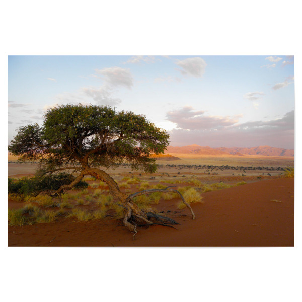 Poster 30x20 cm "Ein Kameldornbaum" artboxONE - Natur,Reise,Reise / Afrika,Reise / Länder