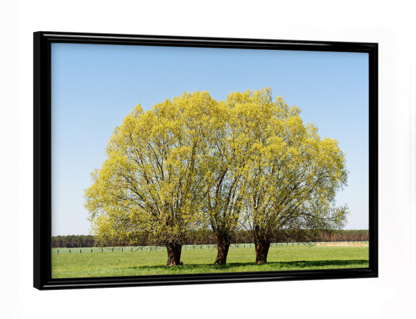 Poster mit schwarzem Rahmen "Baumgruppe auf grüner Wiese" artboxONE - Natur