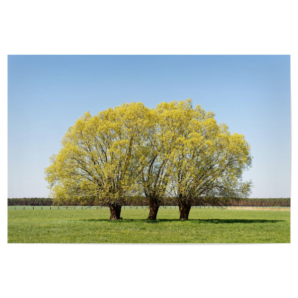 Poster "Baumgruppe auf grüner Wiese" artboxONE - Natur