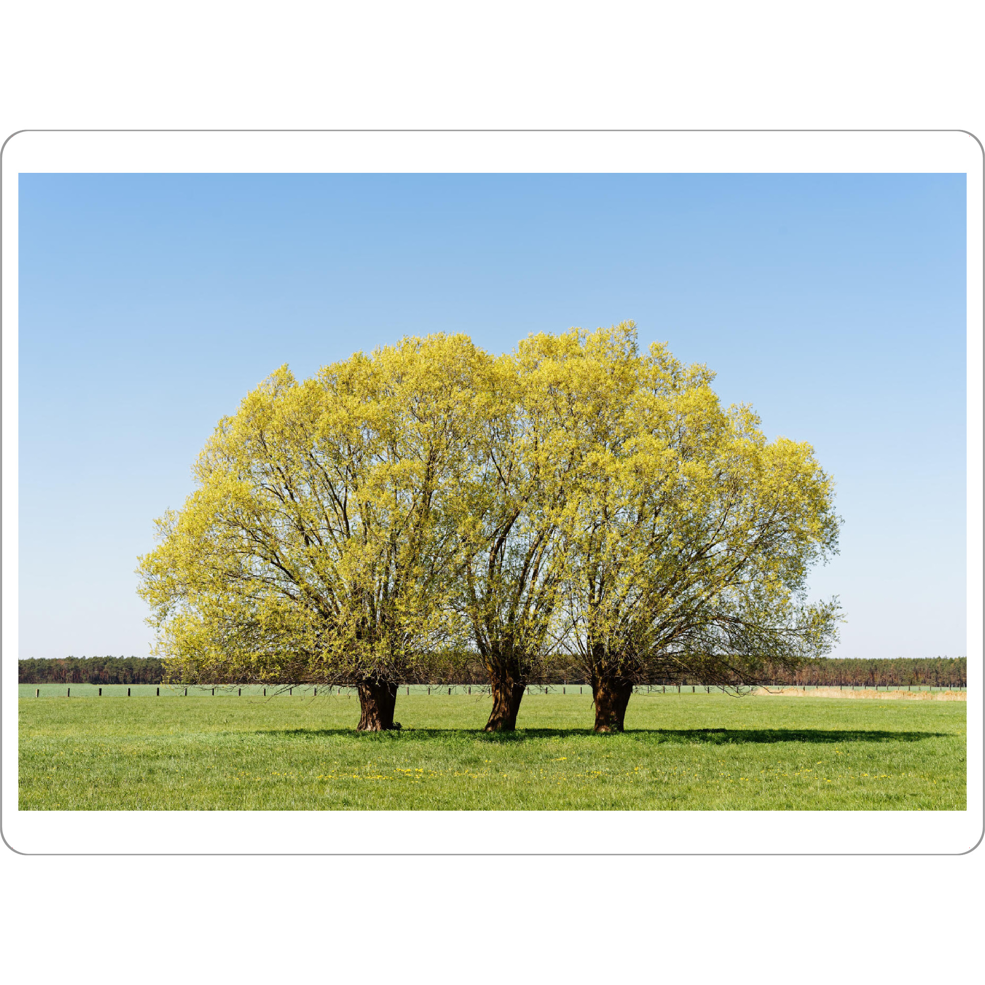 Tischset "Baumgruppe auf grüner Wiese" artboxONE - Natur