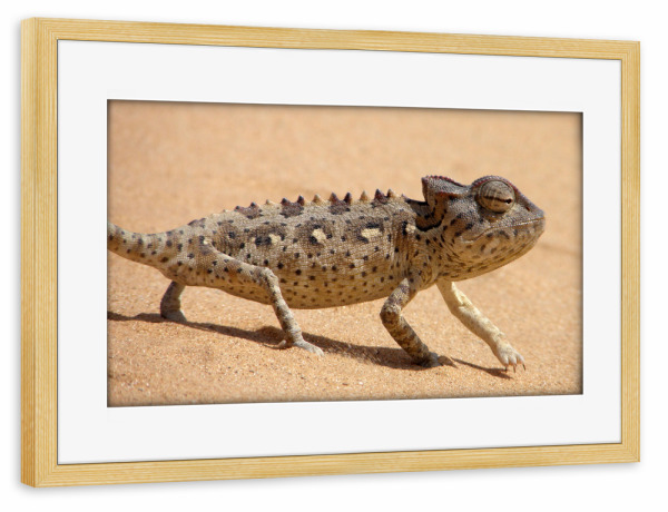 Poster mit Rahmen kiefer "Ein Chamäleon in der Wüste" artboxONE - Natur,Reise,Tiere,Reise / Afrika