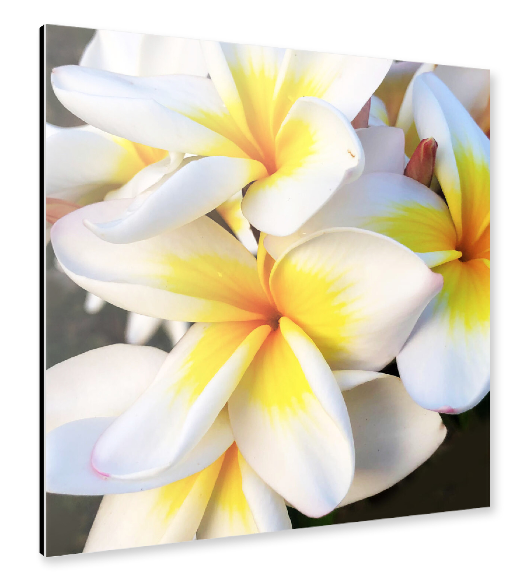 Alu-Dibond "Sehr schöne Frangipani" 30x30 cm artboxONE