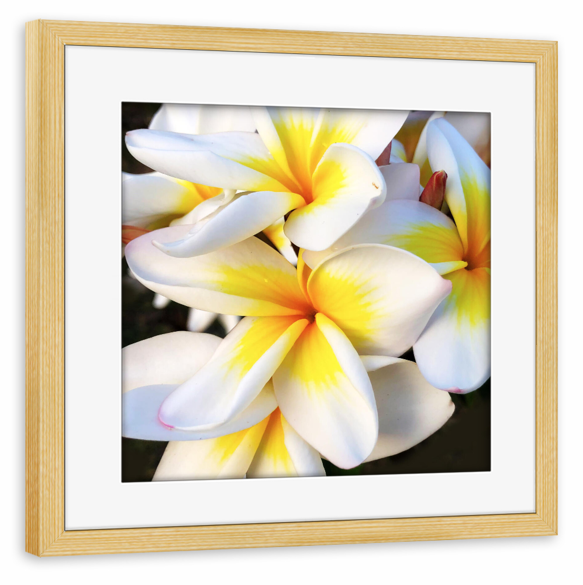 Poster mit Rahmen kiefer "Sehr schöne Frangipani" artboxONE - Natur,Reise,Floral,Reise / Asien,Für Mama