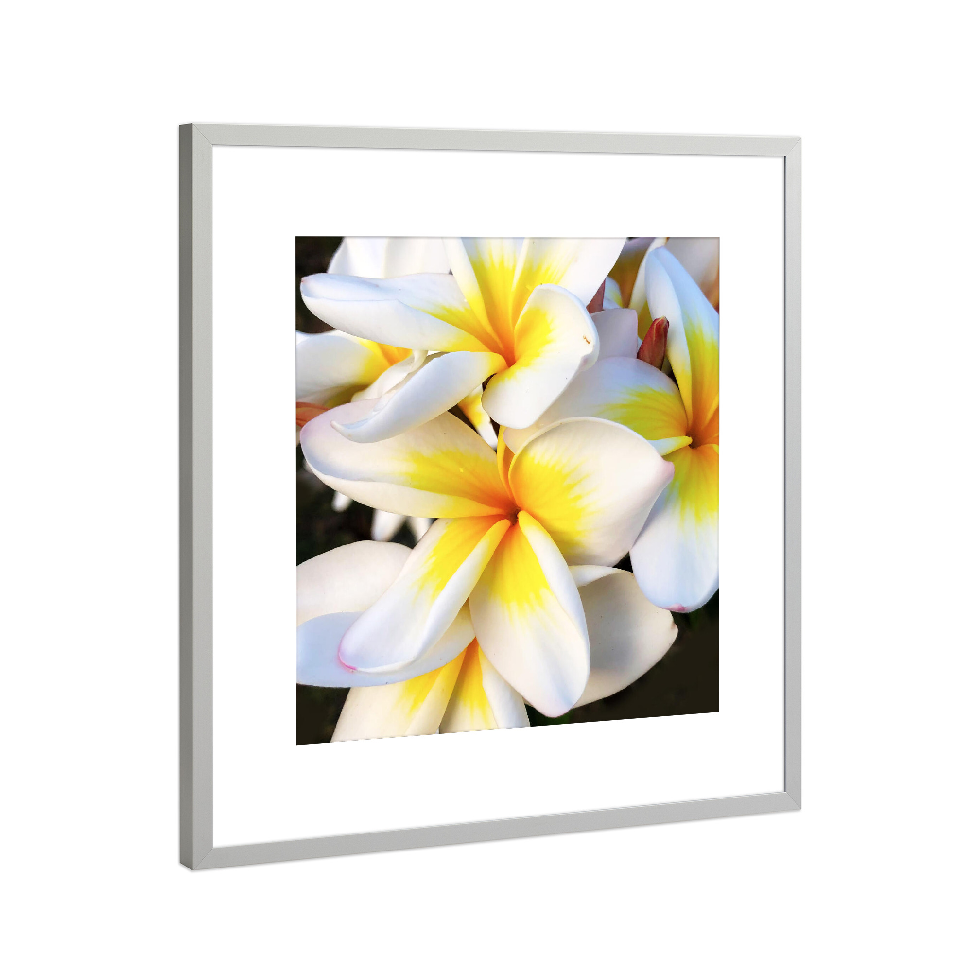 Poster mit Rahmen Silber "Sehr schöne Frangipani" artboxONE - Natur,Reise,Floral,Reise / Asien,Für Mama