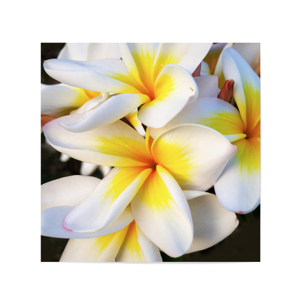 Poster 20x20 cm "Sehr schöne Frangipani" artboxONE - Natur,Reise,Floral,Reise / Asien,Für Mama
