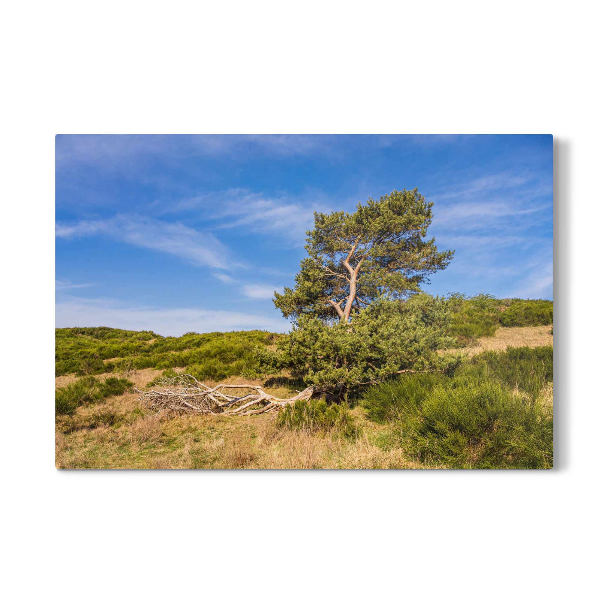 Galerie-Print "Gras, Gebüsch und Baum" 75x50 cm artboxONE