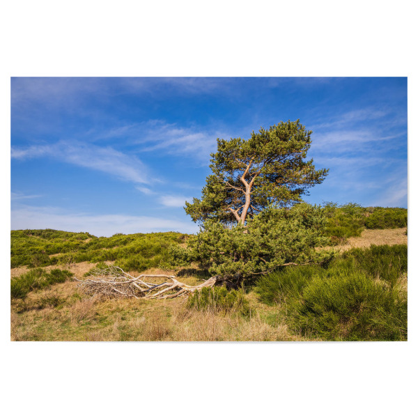 Poster "Gras, Gebüsch und Baum" artboxONE - Natur,Reise
