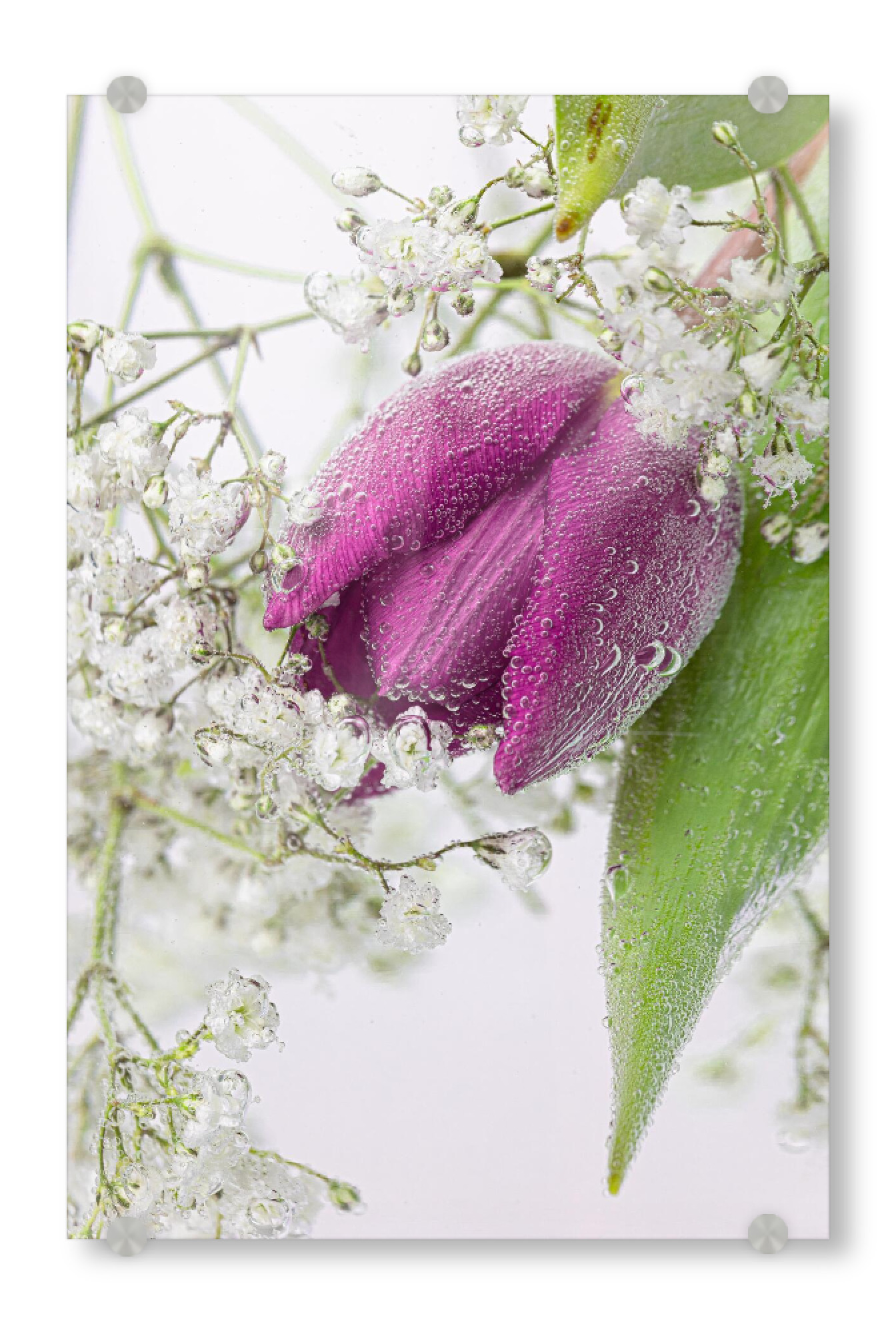 Acrylglasbild "Tulpe und Schleierkraut" artboxONE - Floral