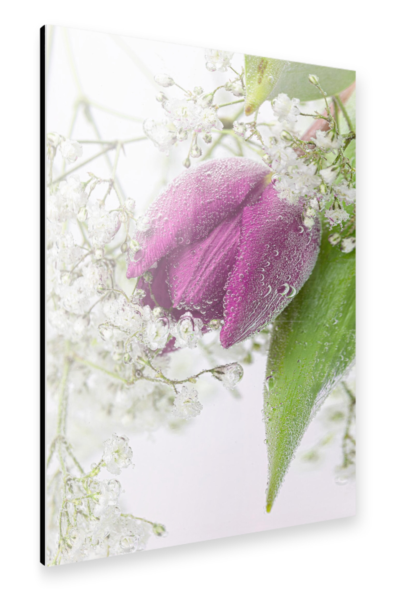 Alu-Dibond "Tulpe und Schleierkraut" 30x20 cm artboxONE