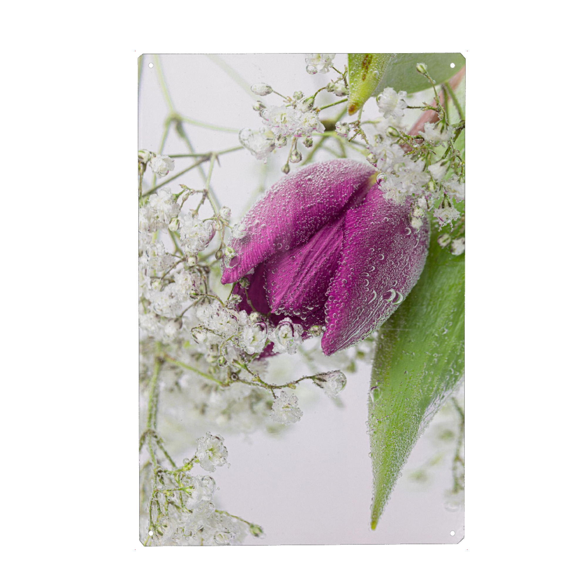 Metall Poster "Tulpe und Schleierkraut" artboxONE - Floral