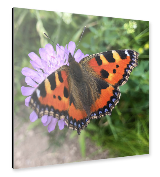 Alu-Dibond "Ein oranger Schmetterling" 30x30 cm artboxONE