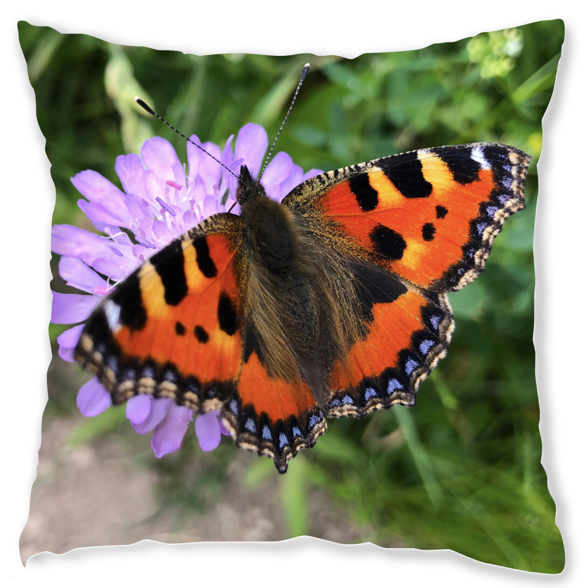 Design-Kissen "Ein oranger Schmetterling" artboxONE - Natur,Tiere