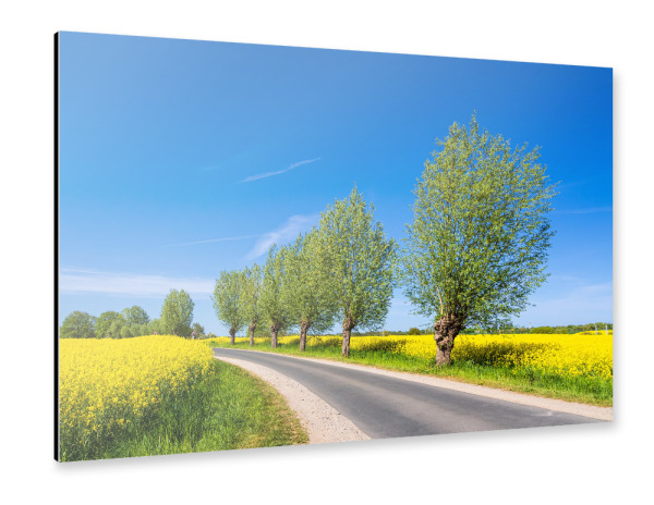 Alu-Dibond "Rapsfeld, Straße, Bäume" 30x20 cm artboxONE