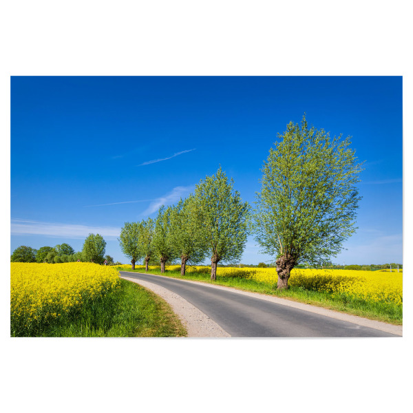 Poster "Rapsfeld, Straße, Bäume" artboxONE - Natur,Reise