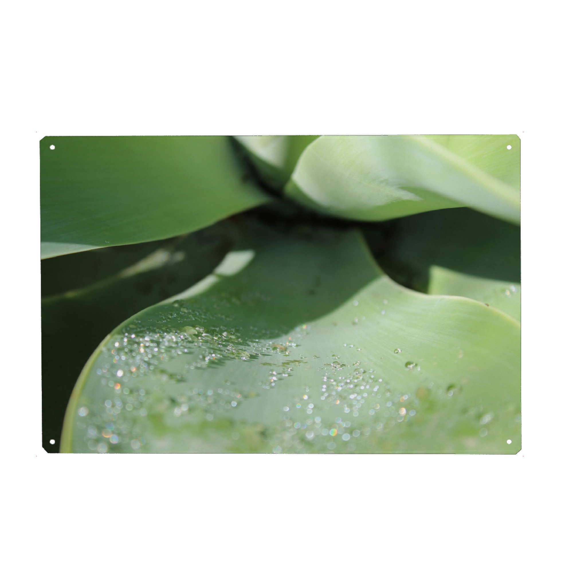 Metall Poster "Regentropfen Liebe" artboxONE - Floral - Nature,South africa,Raindrops,Regentropfen,Pflanzen,Pflanzenliebe,Grün,Green,Naturelover