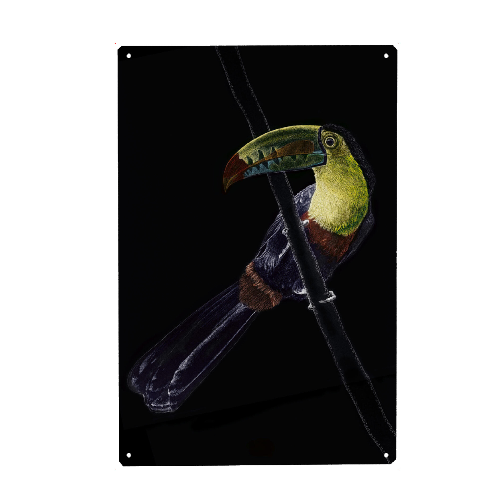 Metall Poster "Schöner Tukan" artboxONE - Tiere - Tukan,Tier,Vogel,Tropisch,Urwald,Regenwald,Bunt,Rainforest,Tropical - Blechschild